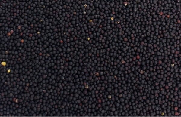 Micro Onde Bouillotte Colza 5